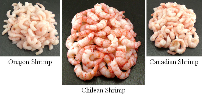 A photograph of Chilean, Oregon and Canadian cold water shrimp showing the difference in appearance.